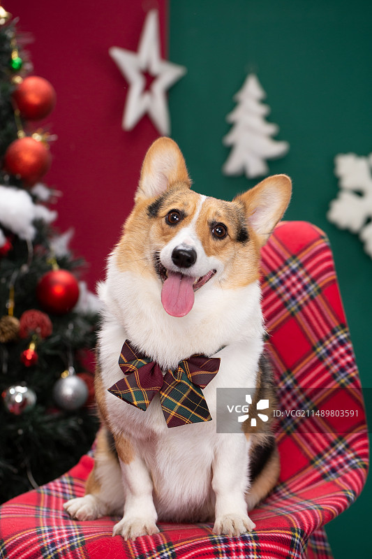 圣诞柯基图片素材