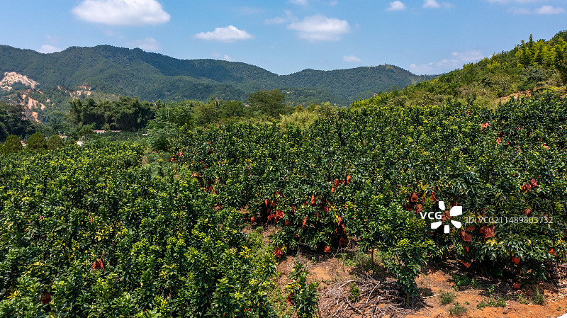 梅州蜜柚种植航拍图片素材