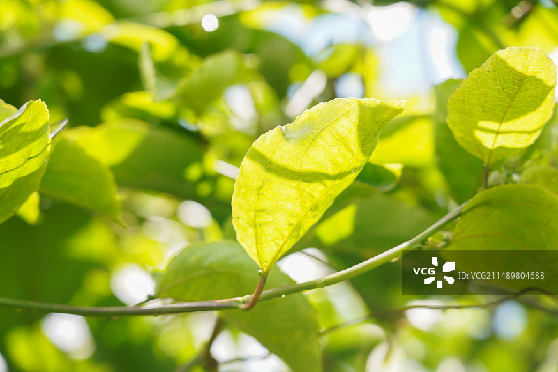 黄金百香果特写户外种植图片素材