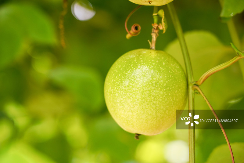 黄金百香果特写户外种植图片素材
