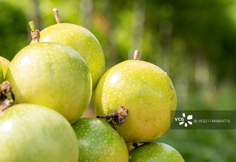 黄金百香果特写户外种植图片素材