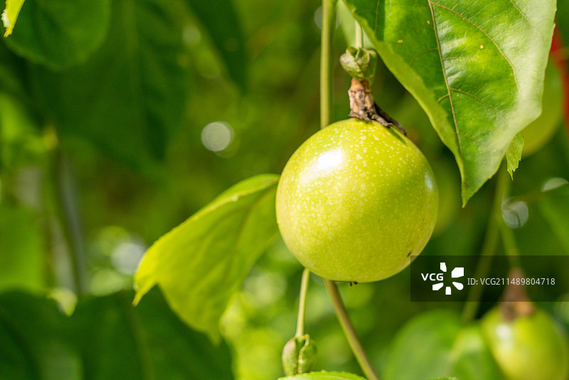 黄金百香果特写户外种植图片素材