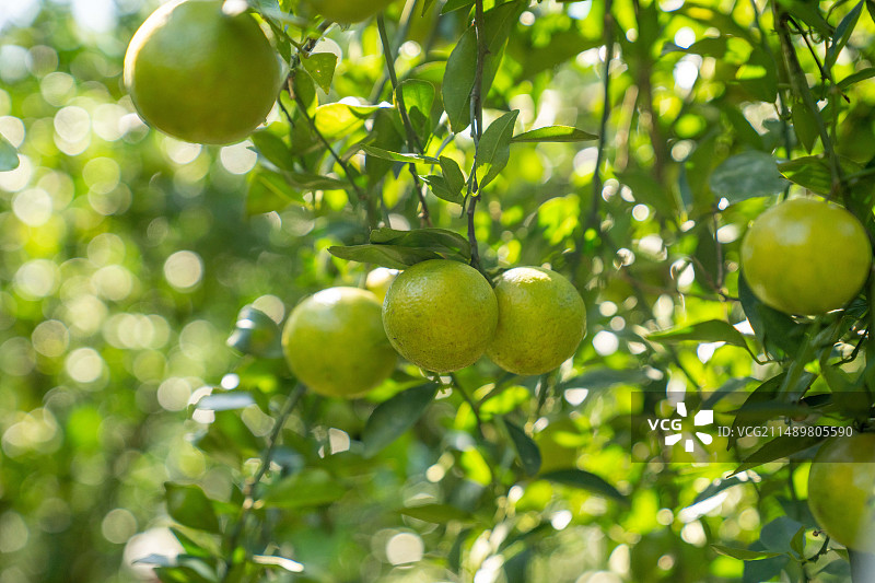 贡柑皇帝柑挂果特写图片素材