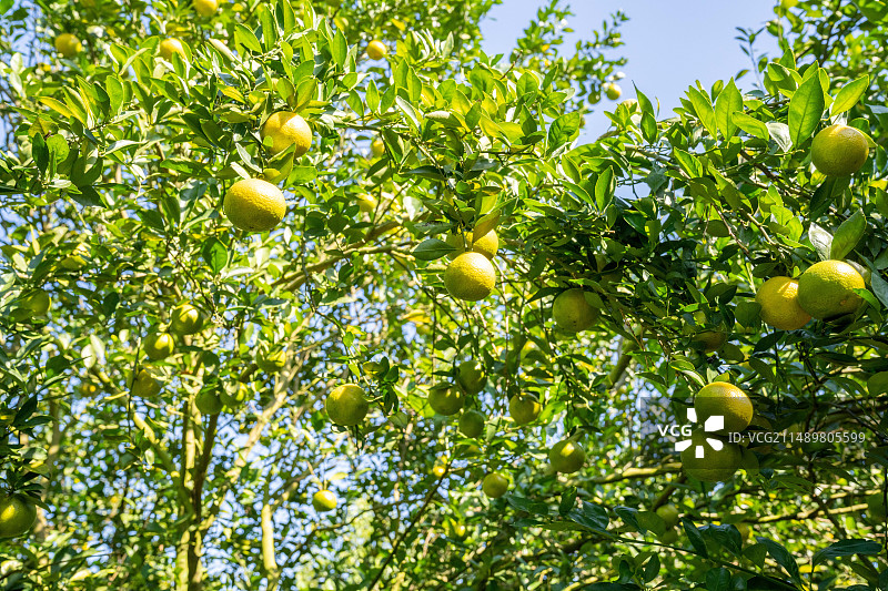 贡柑皇帝柑挂果特写图片素材