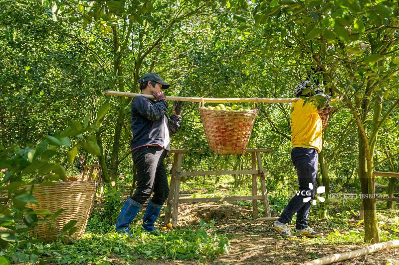 农户挑着扁担丰收满满的贡柑皇帝柑图片素材