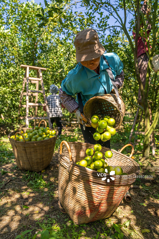 一箩筐刚采摘的水果贡柑皇帝柑图片素材