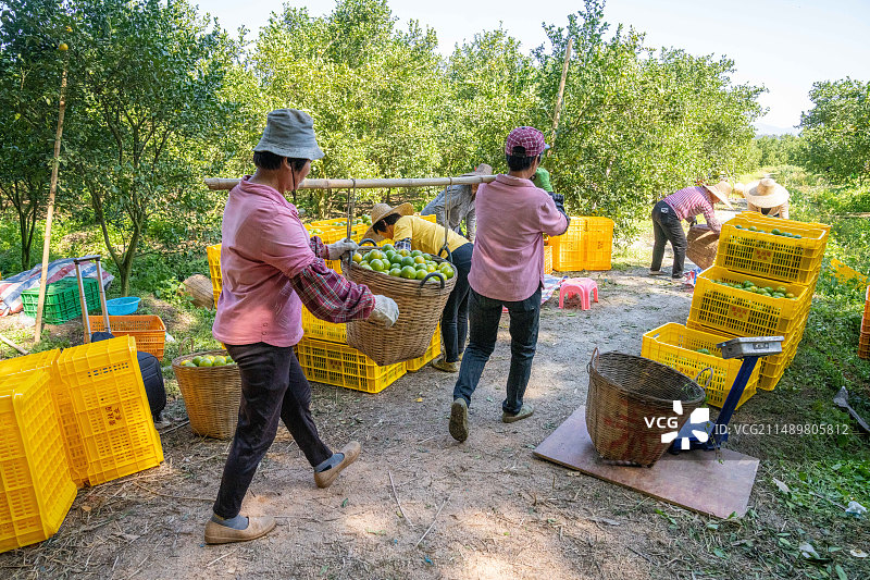 一箩筐刚采摘的水果贡柑皇帝柑图片素材