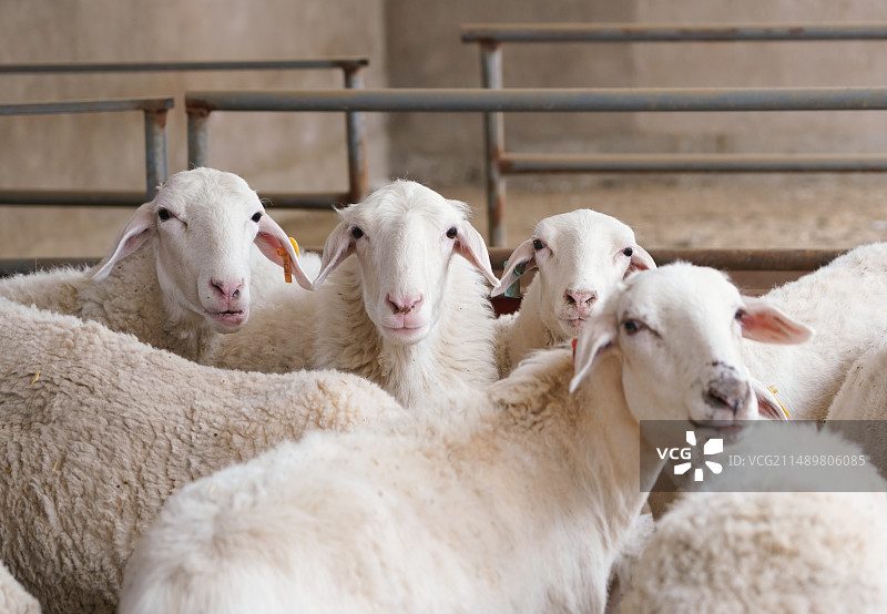 肉羊养殖图片素材