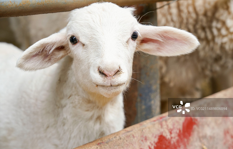 肉羊养殖图片素材