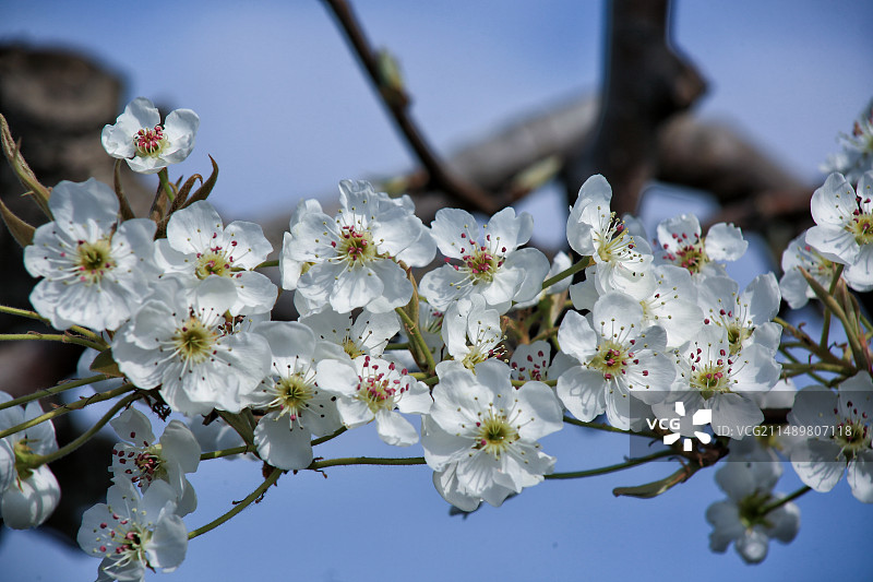 雄安新区雄县万亩梨园花盛开马蹄湾村图片素材