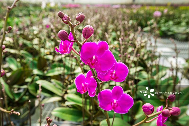 中国云南省昆明市种植花卉的温室大棚景观图片素材