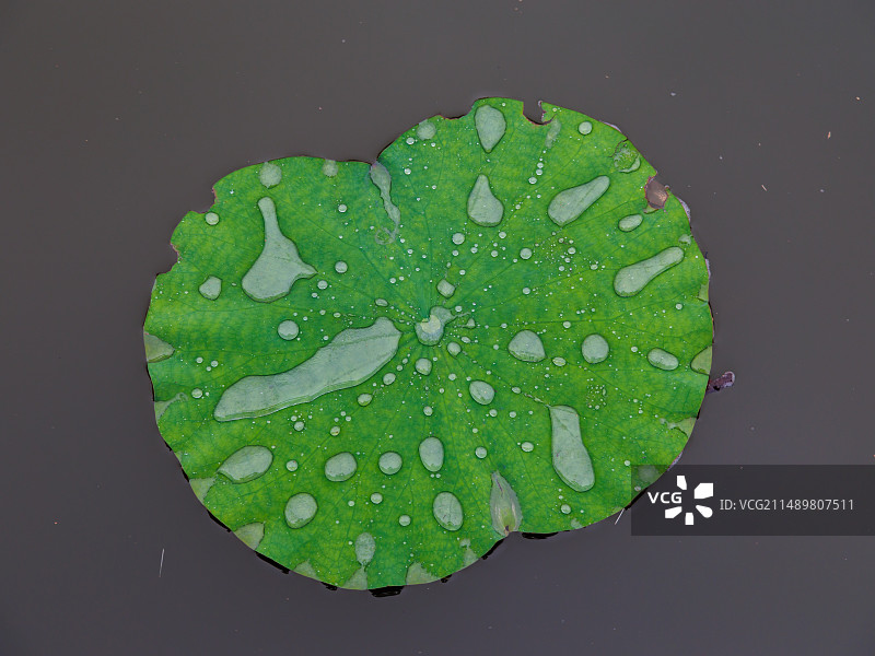 雨后荷叶图片素材