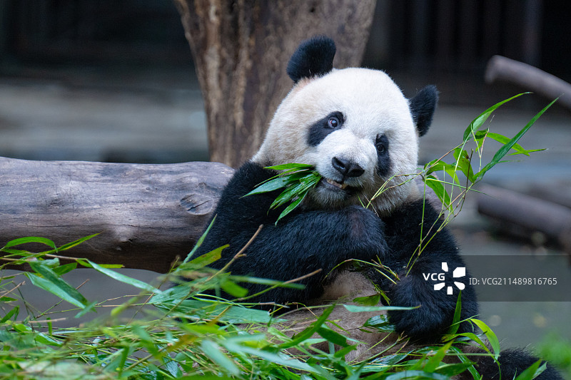 熊猫吃竹子玩耍图片素材