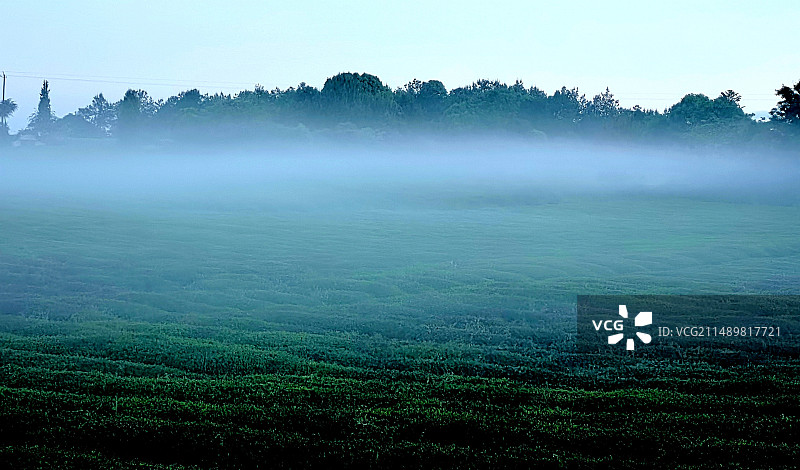 晨雾暖茶香图片素材