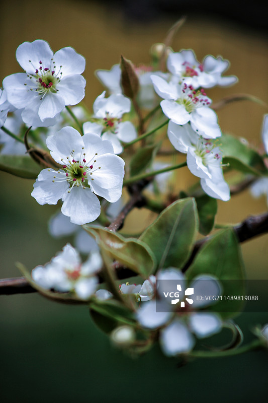 雄安新区雄县万亩梨园花盛开马蹄湾村图片素材