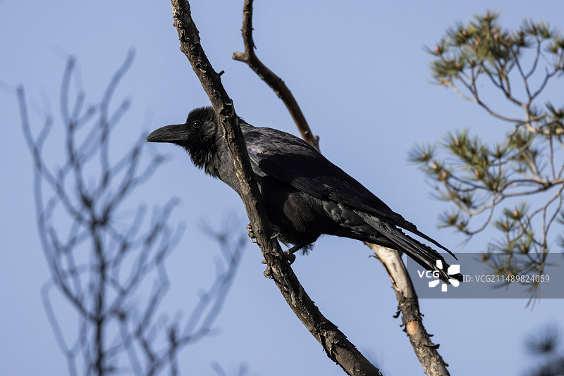 大嘴乌鸦图片素材