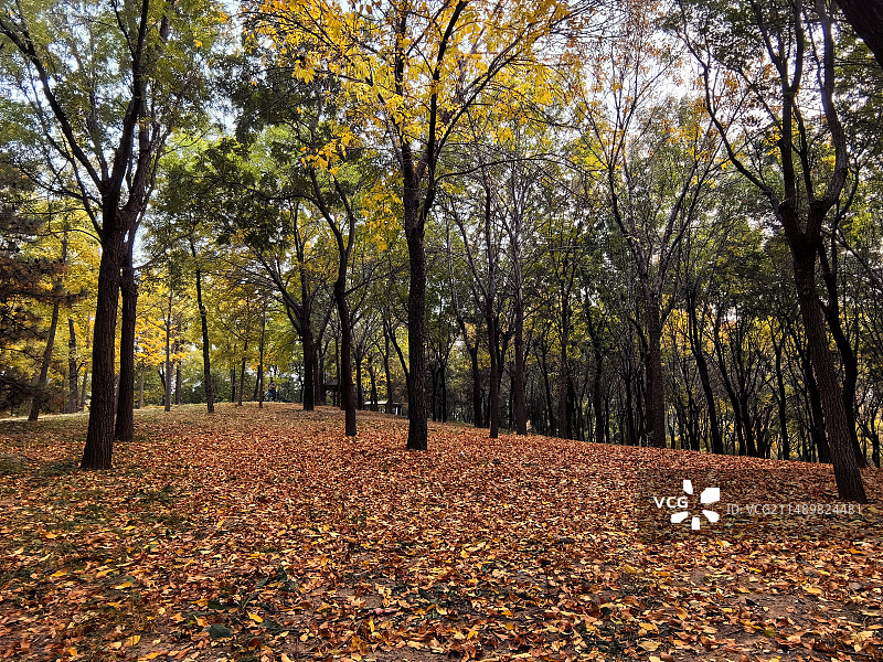 秋天的朝阳公园图片素材