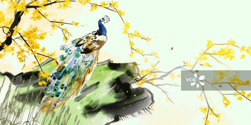 春天孔雀保护动物图片素材