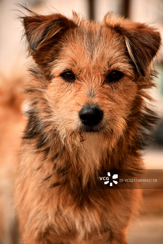 中华田园犬图片素材