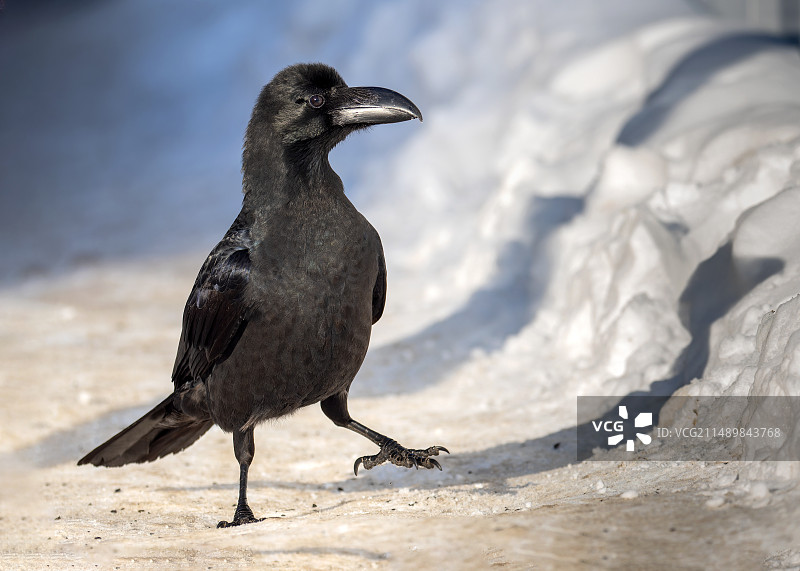 乌鸦图片素材