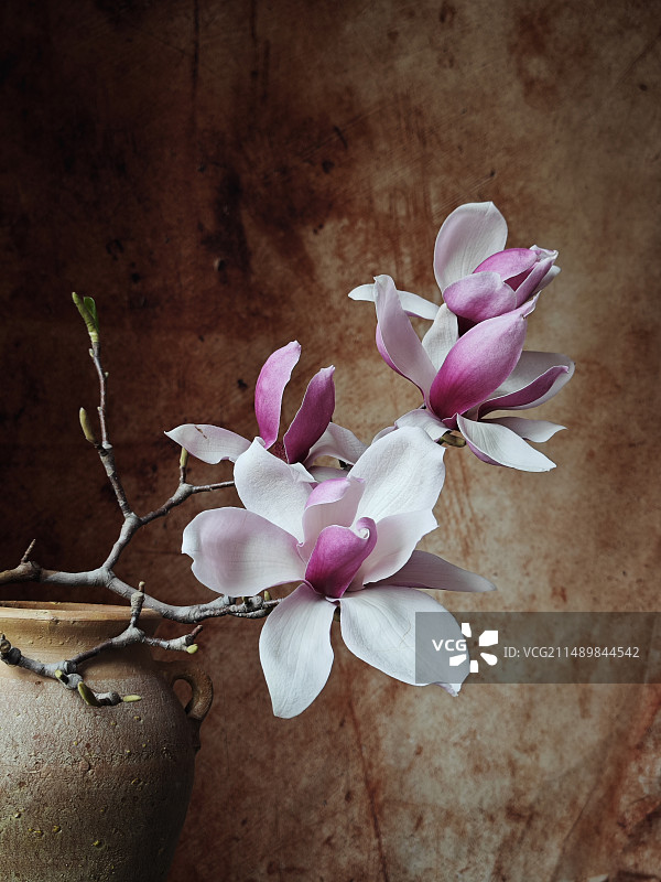 油画里的辛夷图片素材