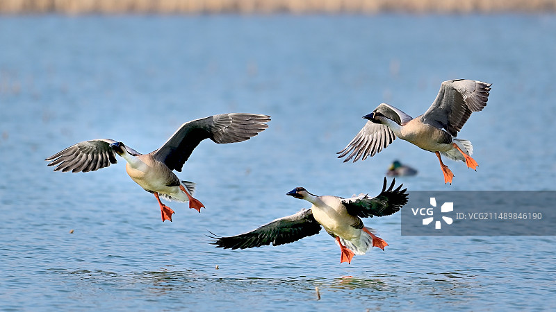 三雁展翅图片素材