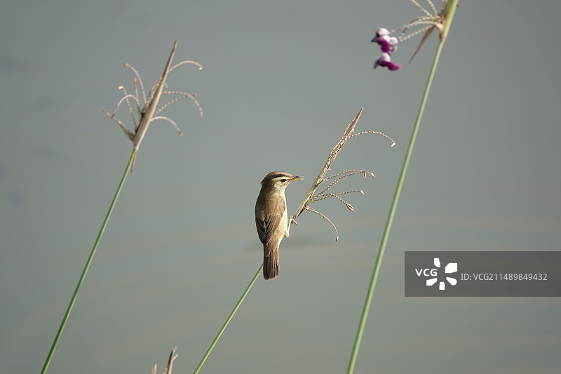 湿地鸟类图片素材