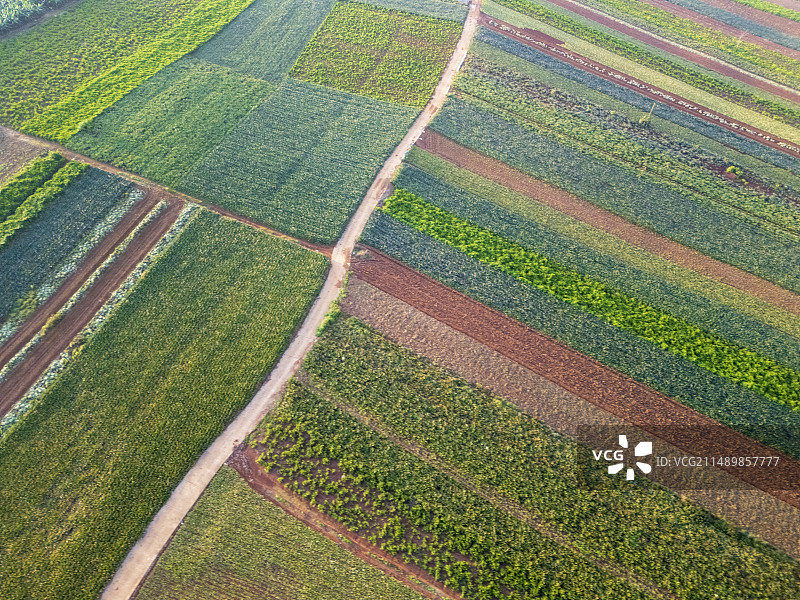 湛江市菠萝的海航拍视角图片素材