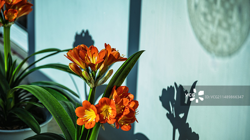 2024君子兰光影图片素材