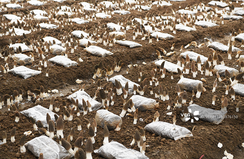 山东枣庄山亭区温室大棚内种植的羊肚菌图片素材