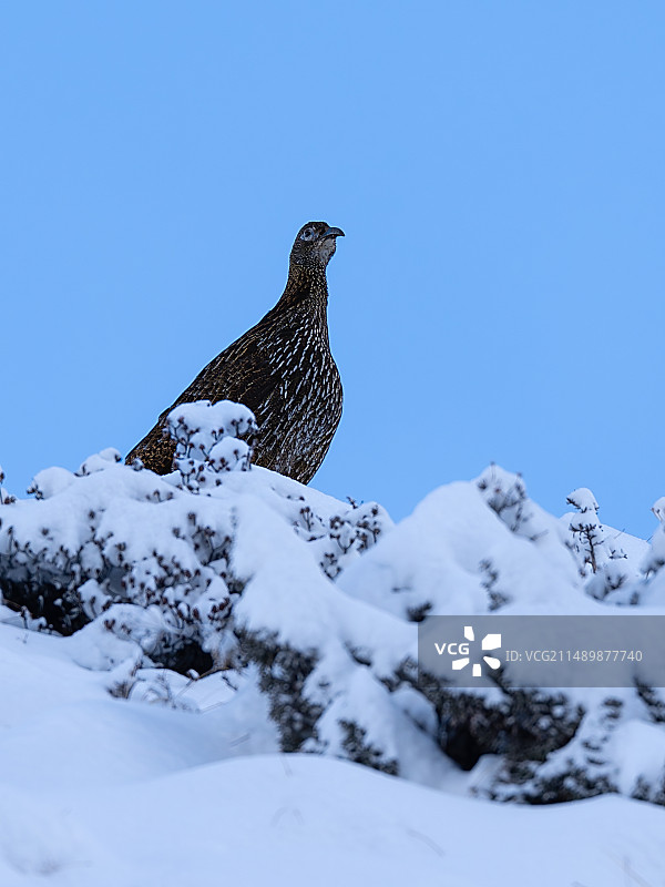 中国吉祥的神鸟图片素材