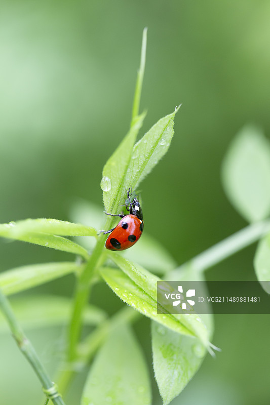 四月雨后正在捕食蚜虫的七星瓢虫特写图片素材