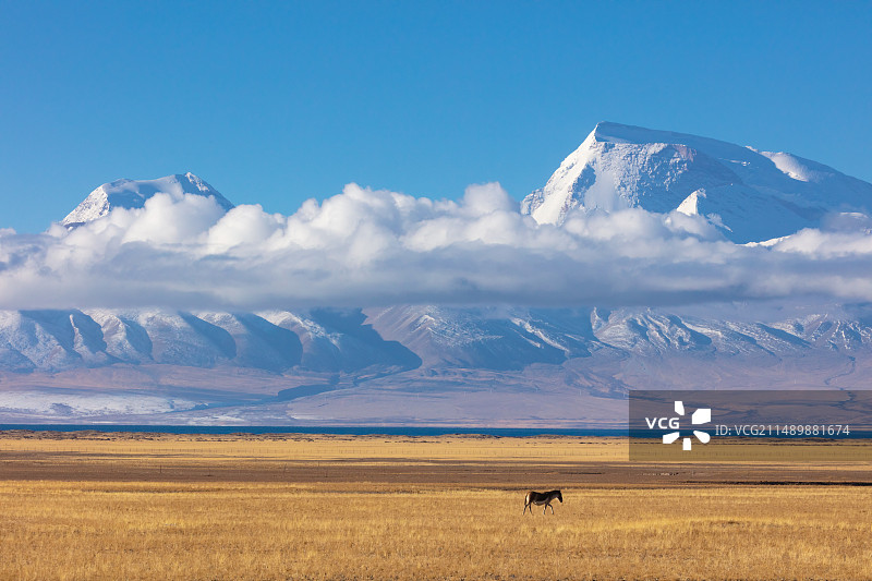 西藏阿里纳木纳尼峰前的藏野驴图片素材