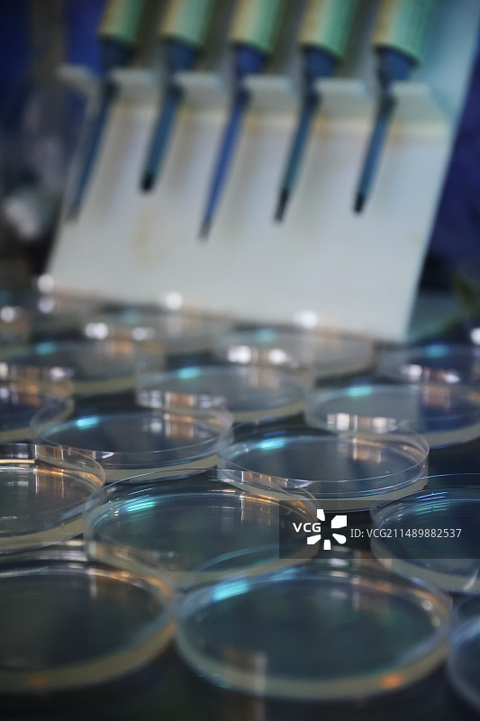 整齐排列的生物培养皿图片素材