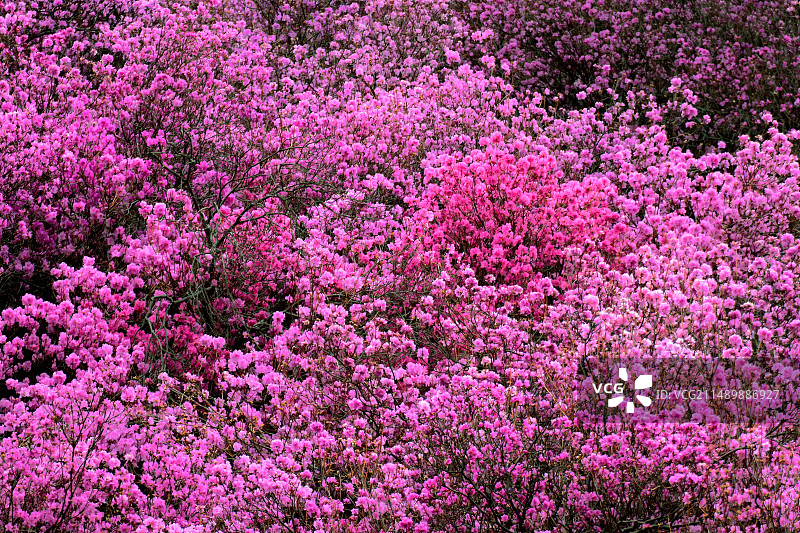 缤纷花海图片素材
