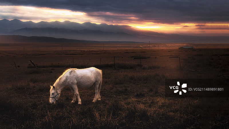 白马西风图片素材