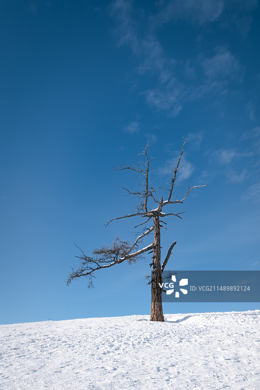 新疆白哈巴孤独的树图片素材