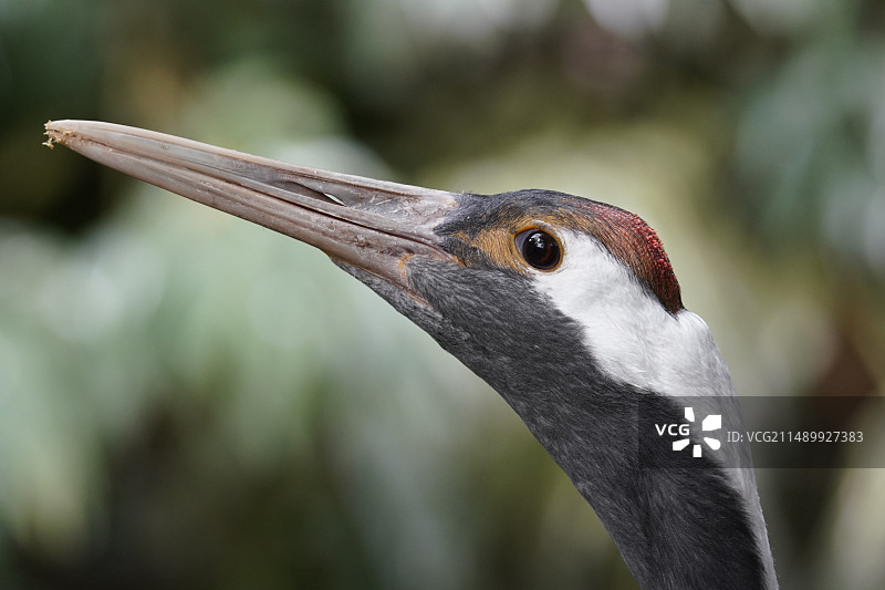 丹顶鹤图片素材