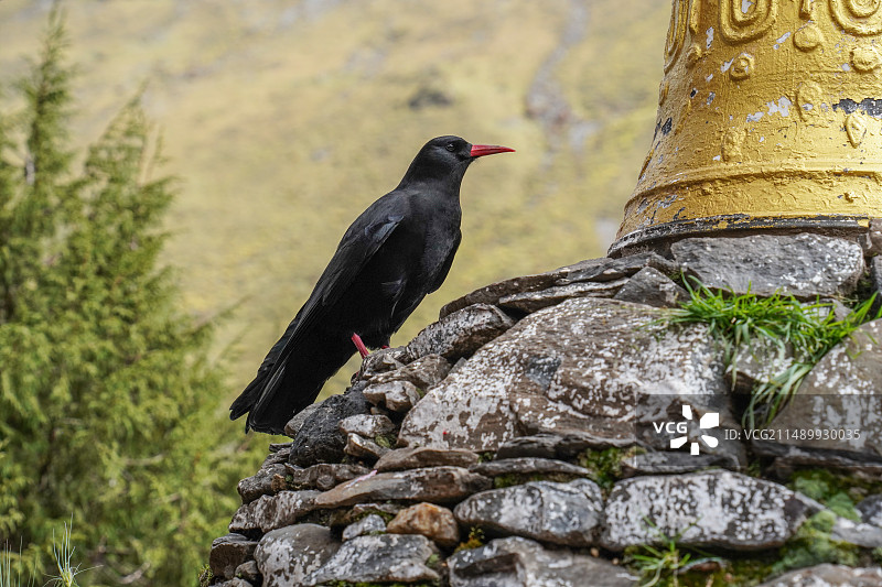 红嘴山鸦图片素材