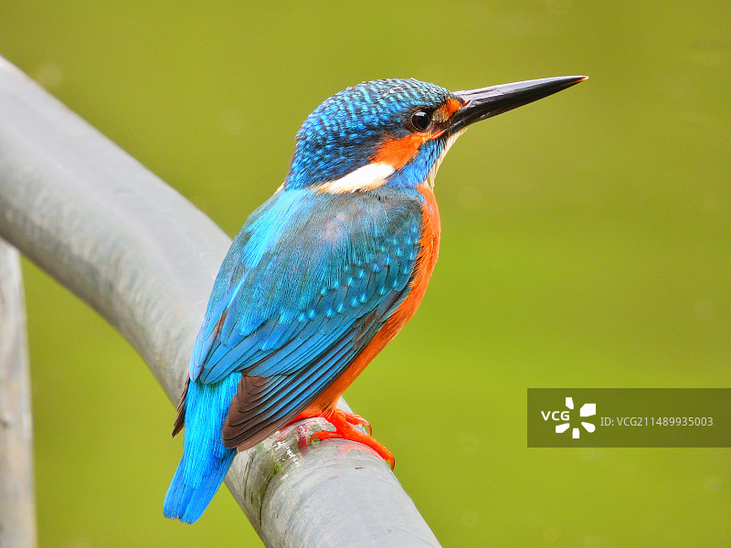 普通翠鸟 Common Kingfisher图片素材