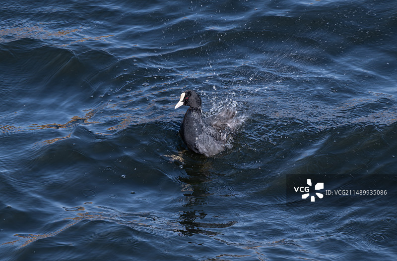 正在洗澡的白骨顶鸡图片素材