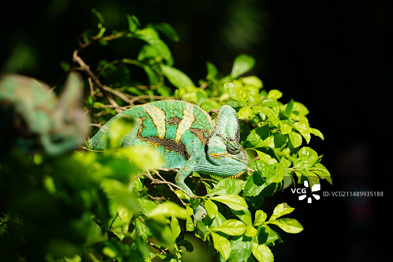 植物上的变色龙特写镜头图片素材
