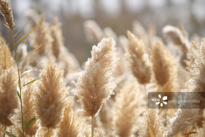 芦苇荡图片素材