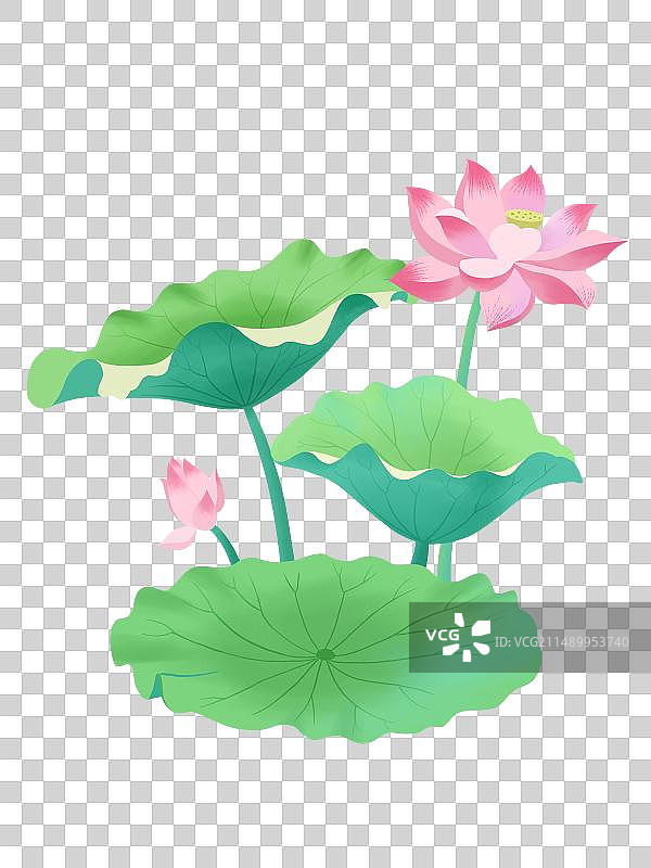 荷花与荷叶图片素材