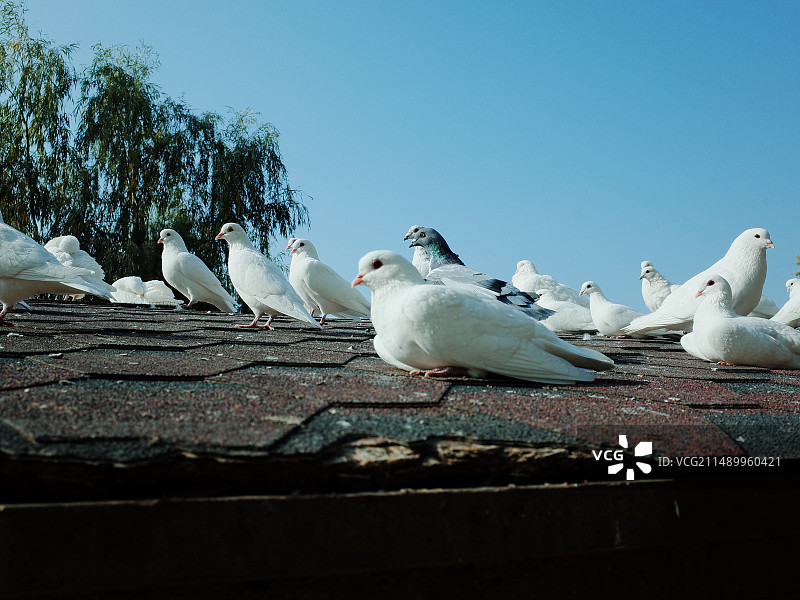 鸽子图片素材