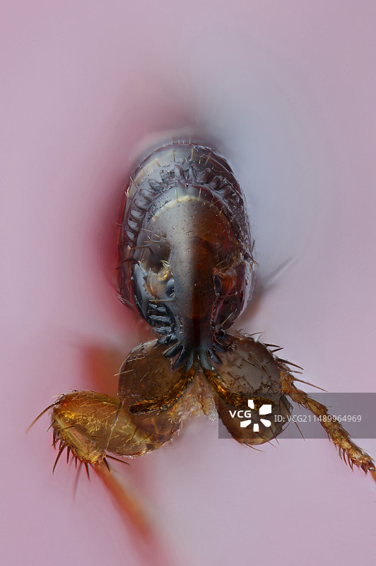 狗跳蚤图片素材