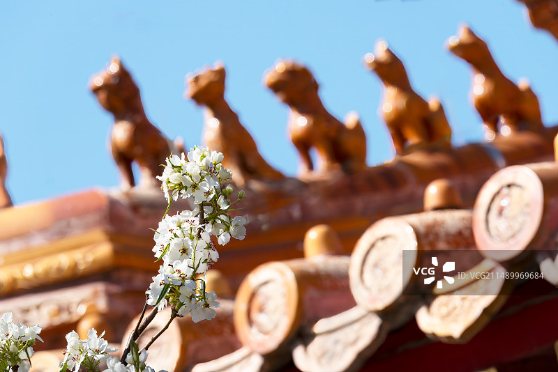 春天故宫寿康宫盛开的梨花和脊兽图片素材