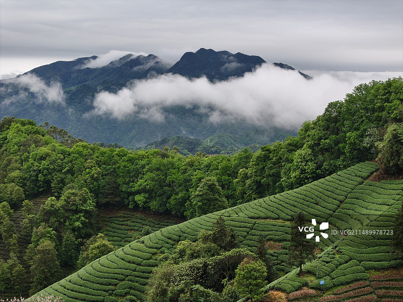 广西昭平县：  高山茶园  云雾缭绕图片素材