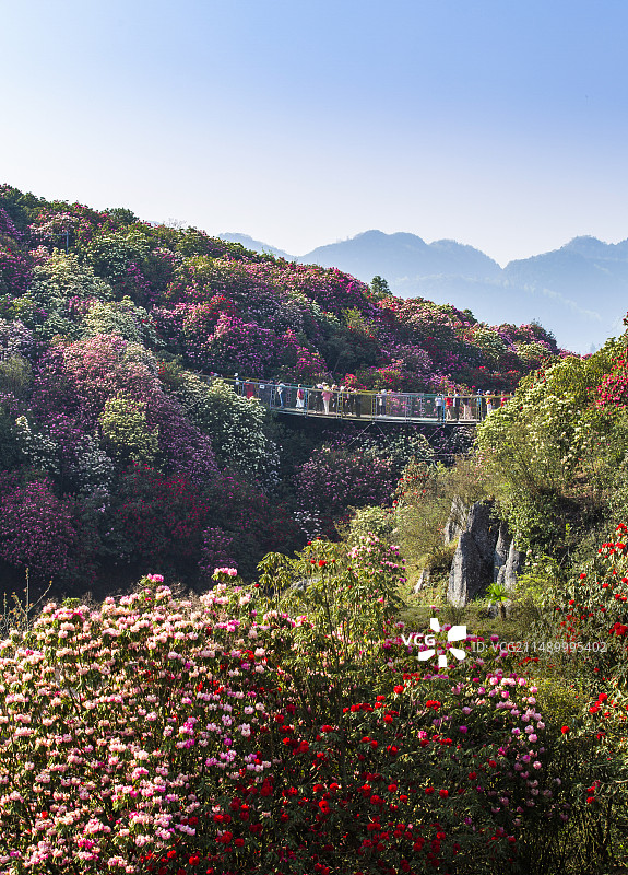 贵州百里杜鹃图片素材