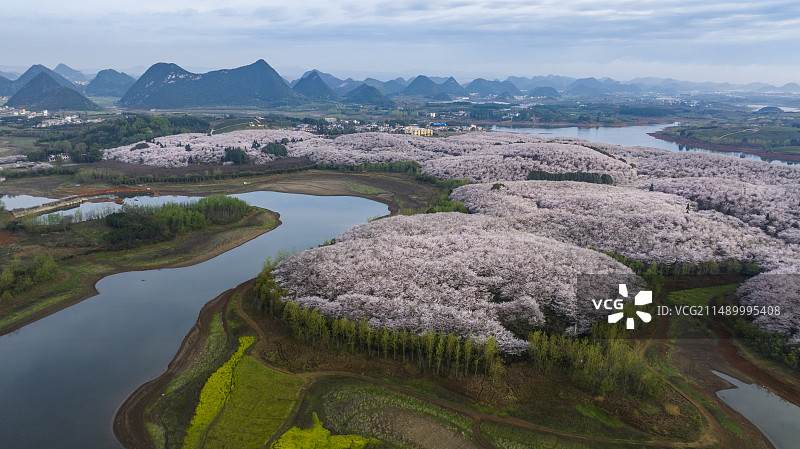 平坝万亩樱花园图片素材